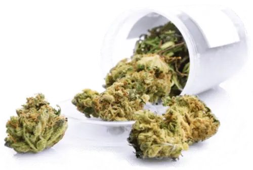 Cannabis License Plans And Procedures